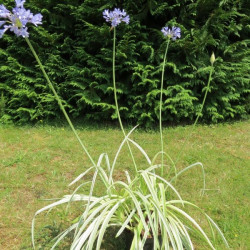 Agapanthe silver moon plant