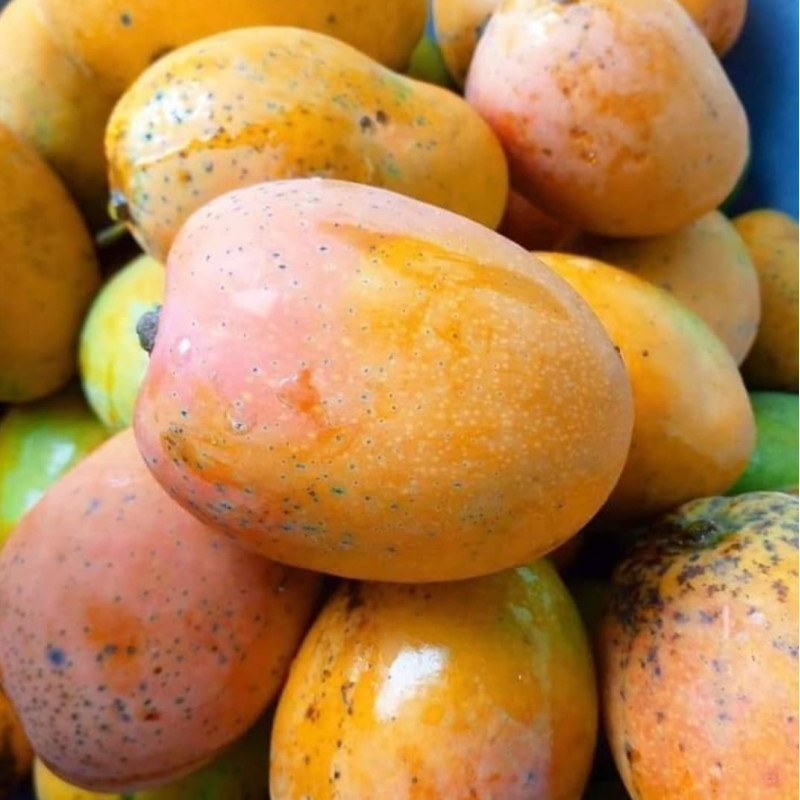 Mangifera indica Alphonso Mangifera indica Alphonso