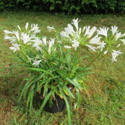 Agapanthe thumbelina plant