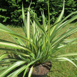 Phormium moonraker®