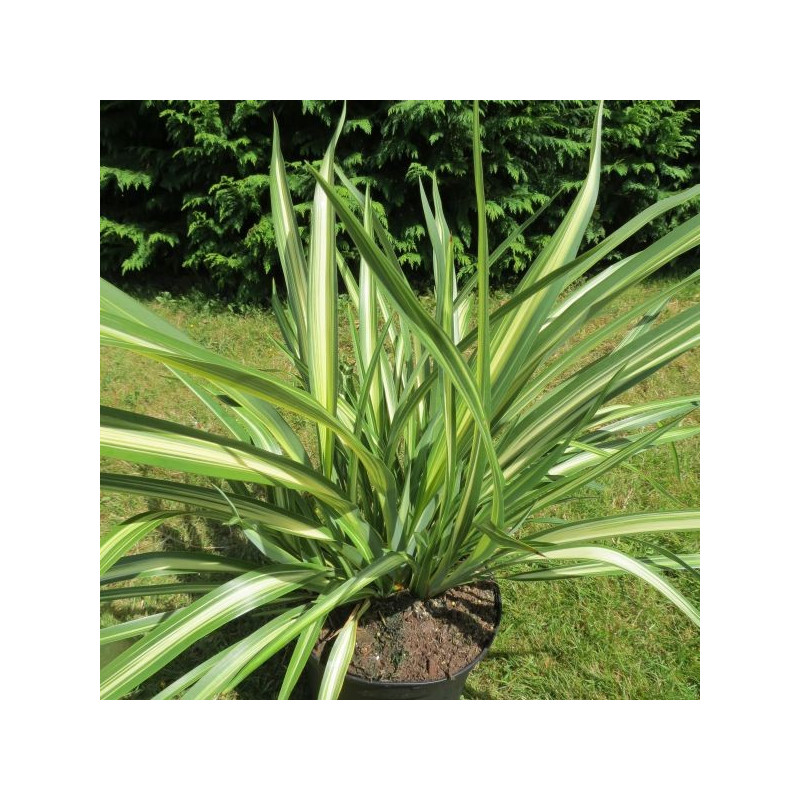 Phormium moonraker®