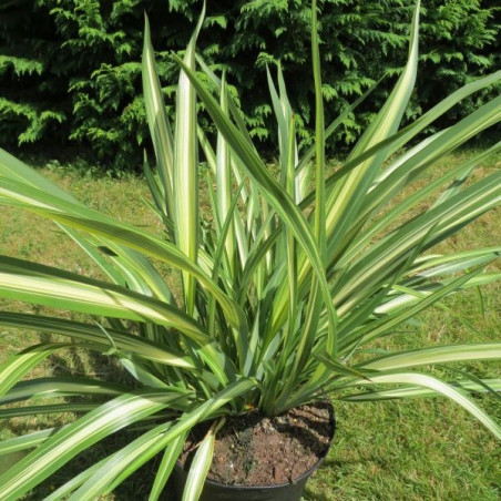 Phormium moonraker®