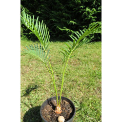 Cycas siamensis 'silver'