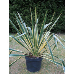 Yucca bright edge 7 l