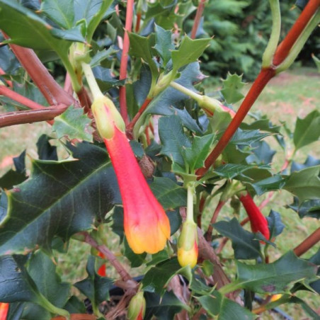 Desfontainia spinosa fleur