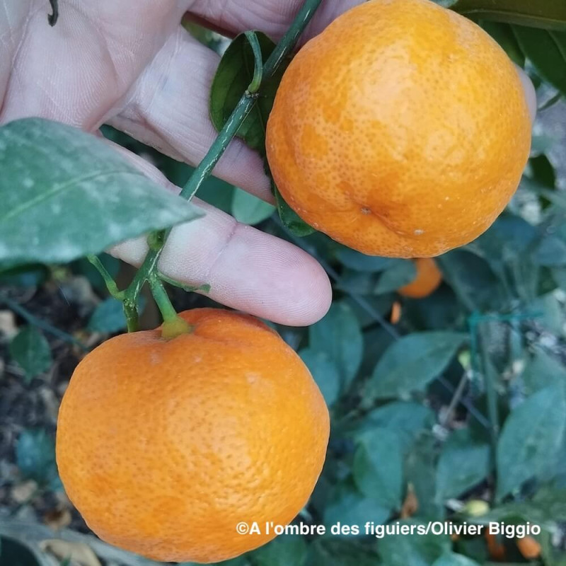 Citrus satsuma miho Citrus satsuma miho