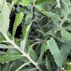 Banksia spectrum Banksia spectrum