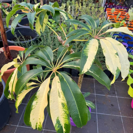 Schefflera pueckleri variegata