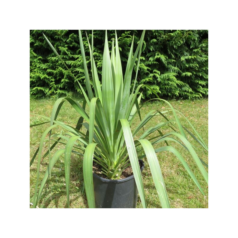 Yucca gloriosa 10 l