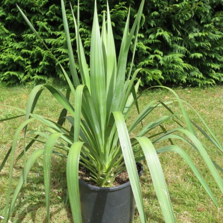 Yucca gloriosa