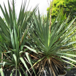 Yucca gloriosa 35 l