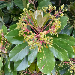 Persea, Machilus chinensis