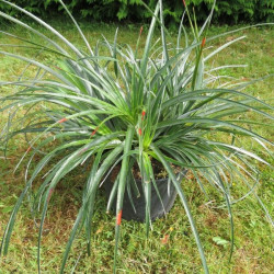 Fascicularia bicolor