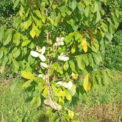 Asimina triloba KSU
