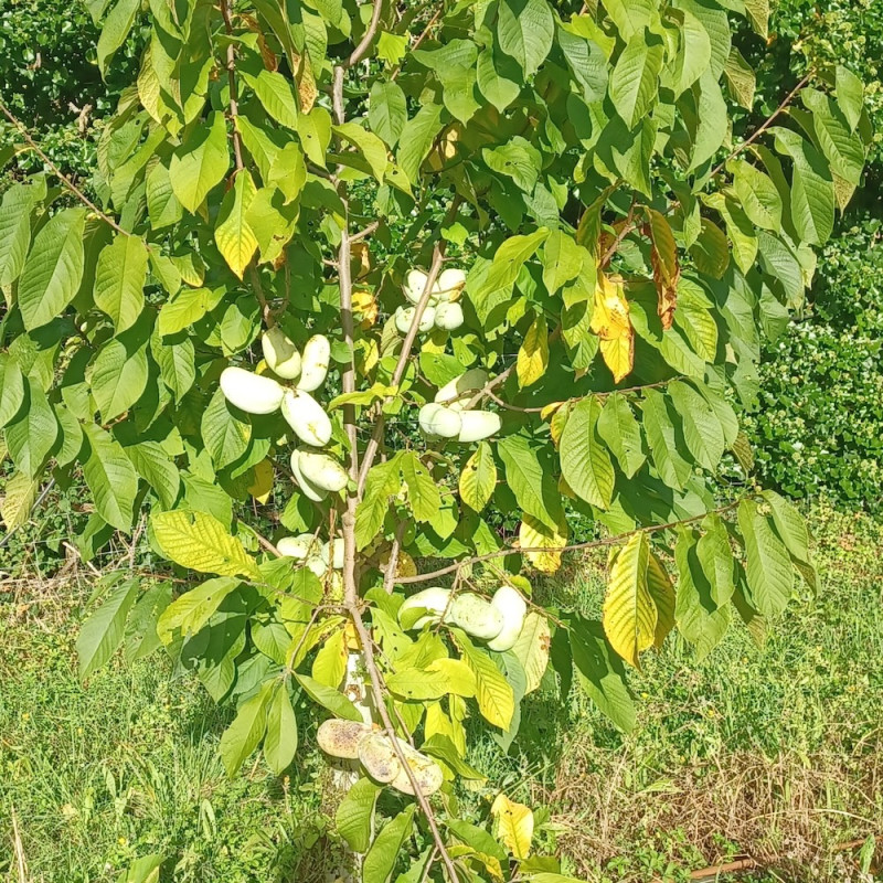 Asimina triloba KSU