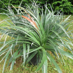 Fascicularia pitcairniifolia