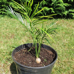 Macrozamia johnsonii 4 litres