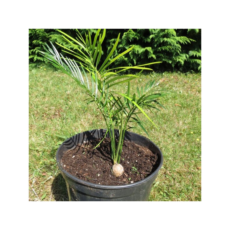 Macrozamia johnsonii 4 litres