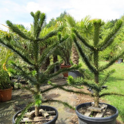 Araucaria araucana