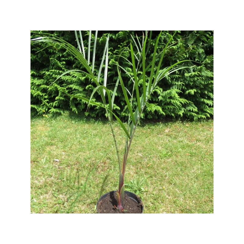 Dypsis decaryi 4 l Dypsis decaryi 4 l