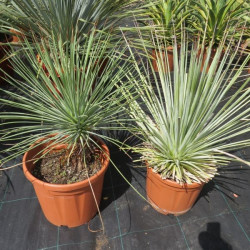 Agave striata blue