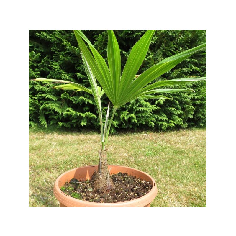 Trachycarpus latisectus 7 l