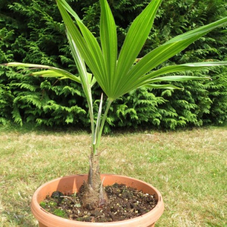 Trachycarpus latisectus