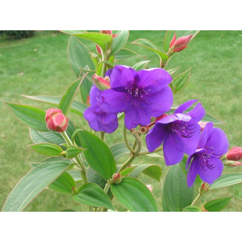 Tibouchina urvilleana