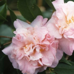 Camellia high fragrance