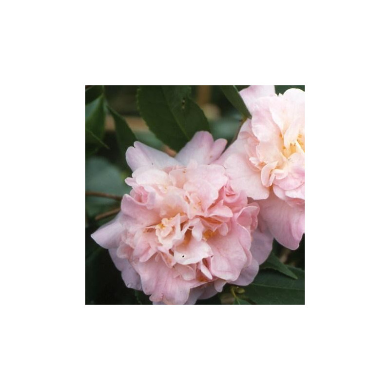 Camellia high fragrance
