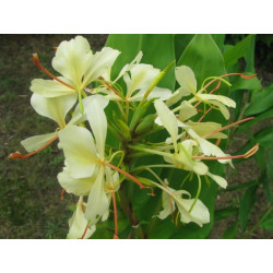 Hedychium dixter