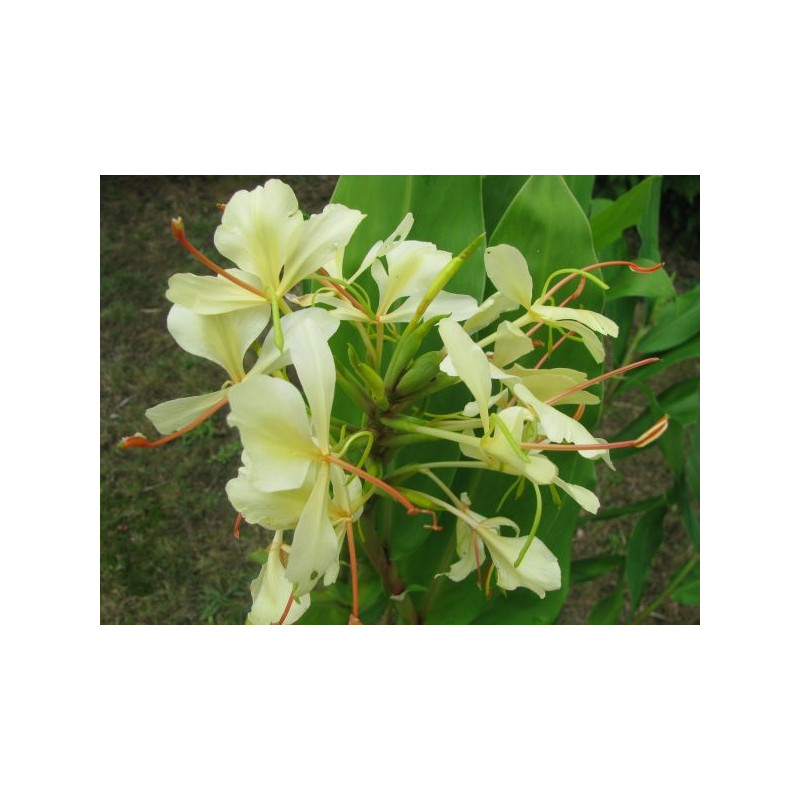 Hedychium dixter