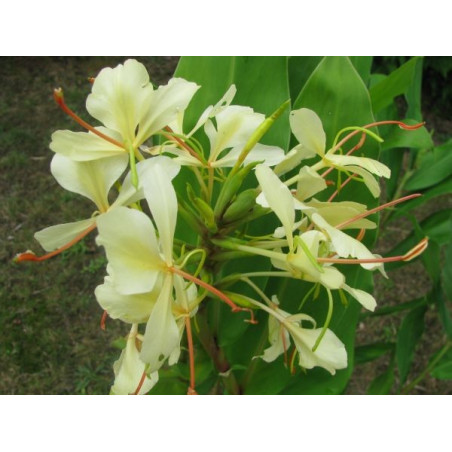 Hedychium dixter