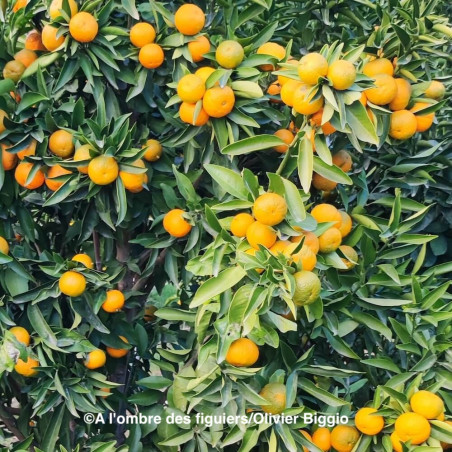 Citrus clementina Clemenlola