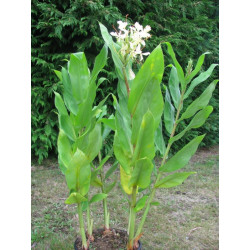 Hedychium dixter