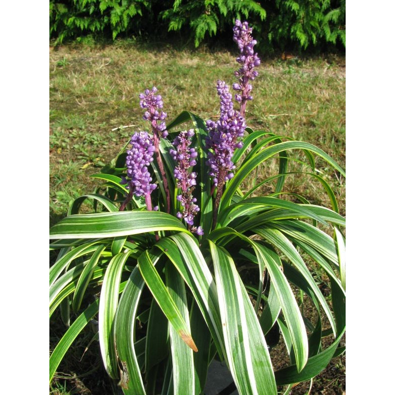 Liriope spicata 'gold banded'