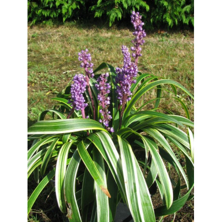 Liriope spicata 'gold banded'