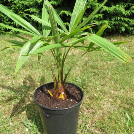 Trachycarpus nainital