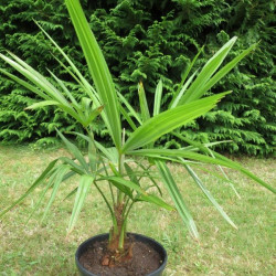 Trachycarpus nainital 7 l