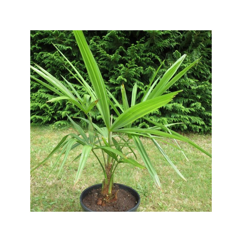 Trachycarpus nainital