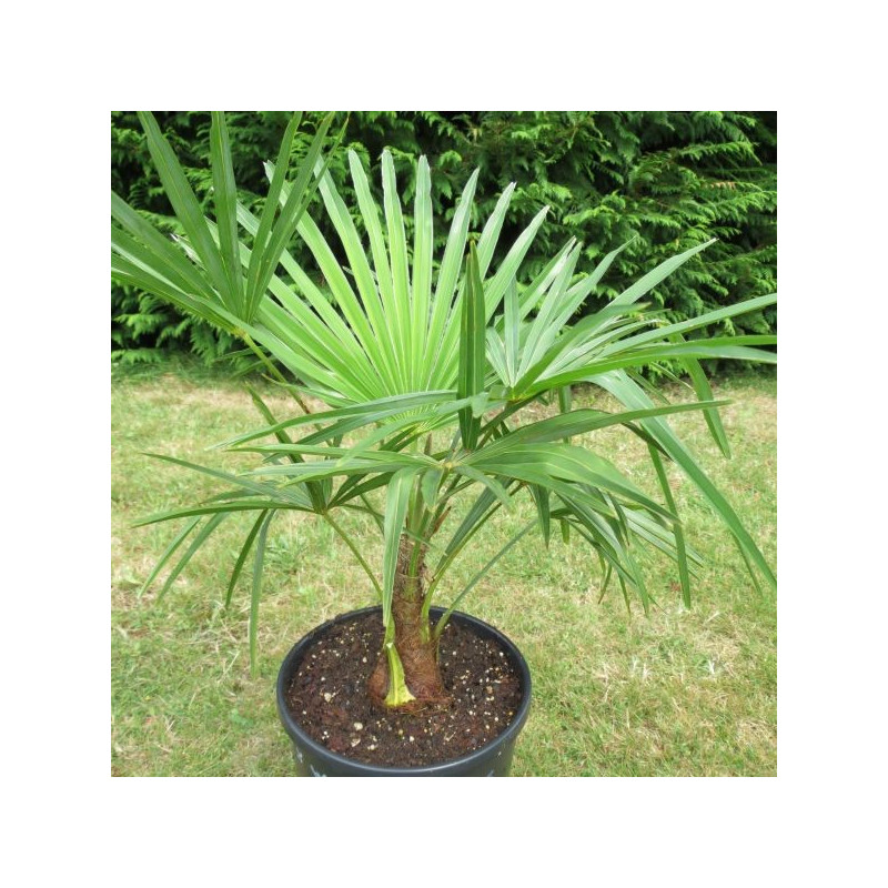 Trachycarpus fortunei x wagnerianus