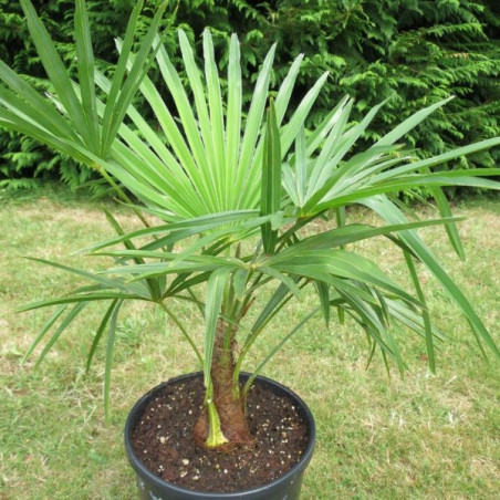 Trachycarpus fortunei x wagnerianus