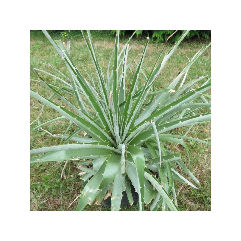 Puya chilensis 4 l