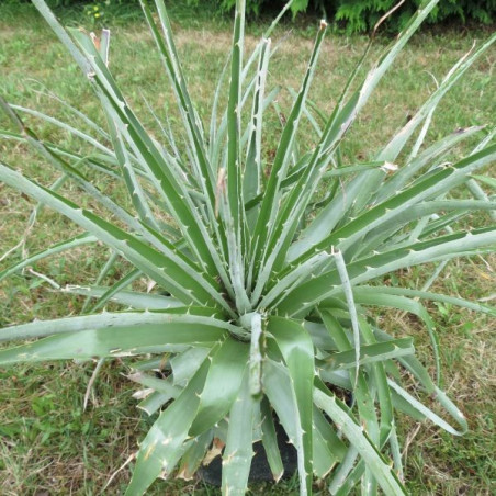 Puya chilensis