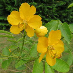 Cassia corymbosa