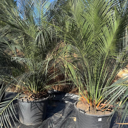 Macrozamia communis 130 litres