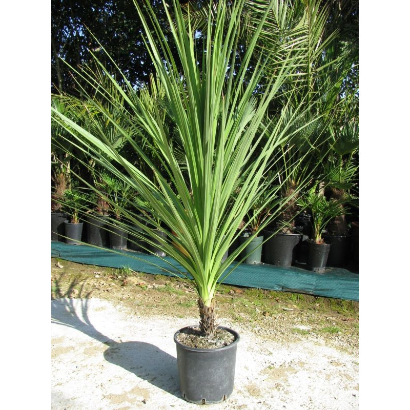 Cordyline australis