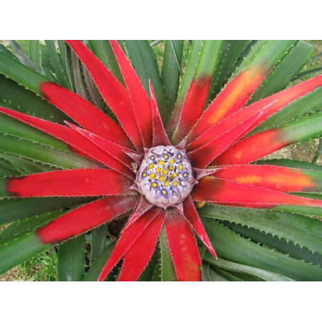 Fascicularia pitcairniifolia