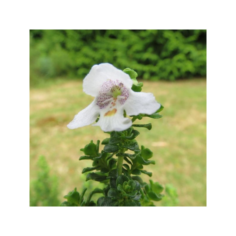 Prostanthera cuneata fleur