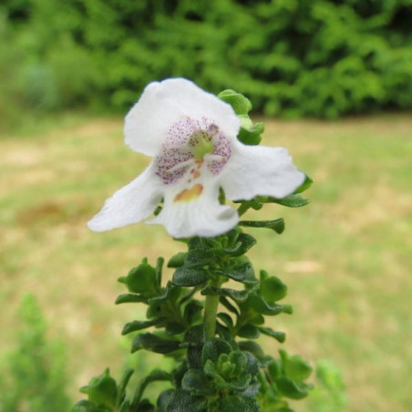 Prostanthera cuneata fleur